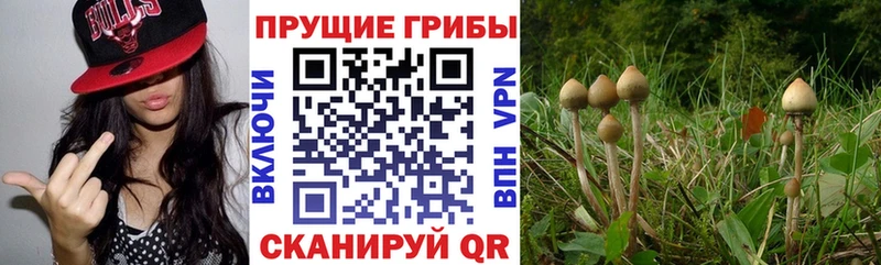 Псилоцибиновые грибы Cubensis  Шумиха 